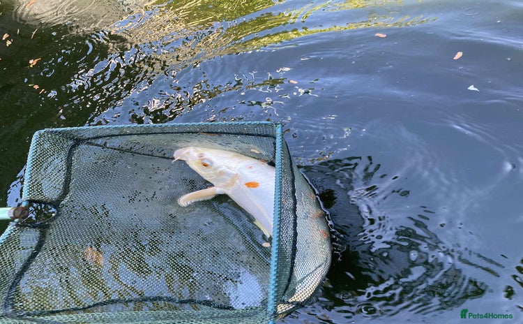 Koi Carp fish - Advert 1