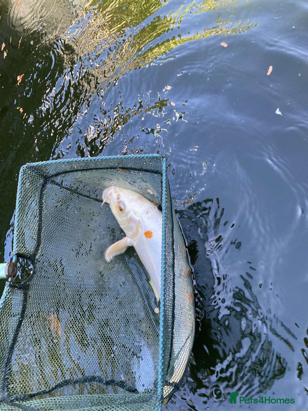 Koi Carp fish for sale: Koi must go urgently  - Image 1