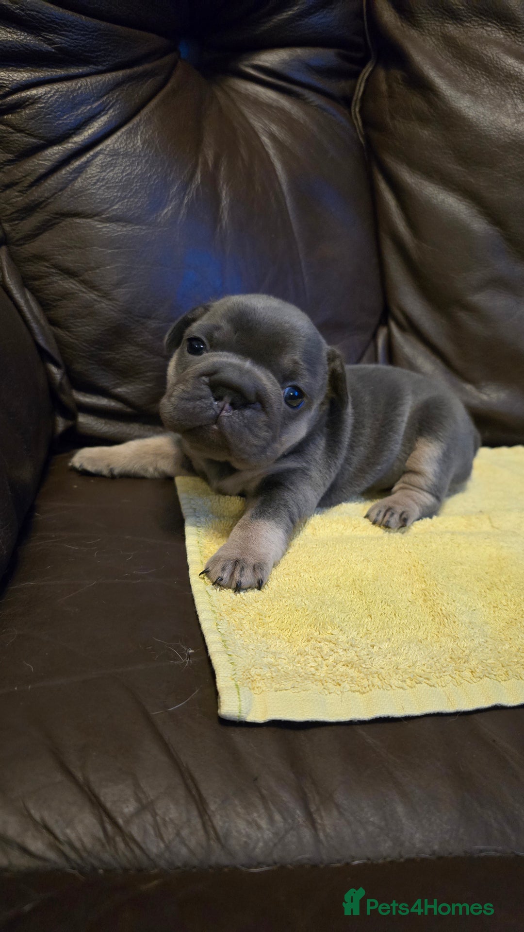 French Bulldog dogs for sale: FRENCH BULLDOG ** - Image 13