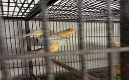 Canaries birds for sale: Canaries  in Wolverhampton - Image 2
