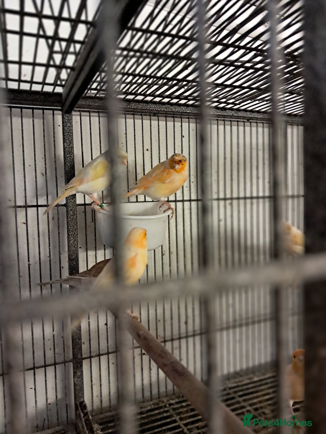 Canaries birds for sale: Canaries  in Wolverhampton - Image 2