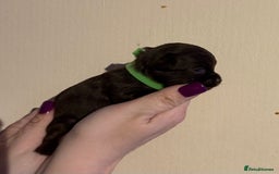 Chihuahua dogs for sale: Beautiful baby chihuahua pups - Image 11