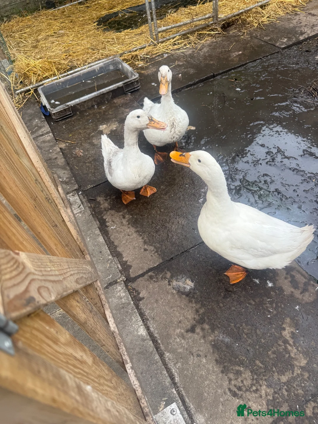 Ducks poultry for sale: 1 drake 2 female pecking ducks  in Liverpool - Advert 1