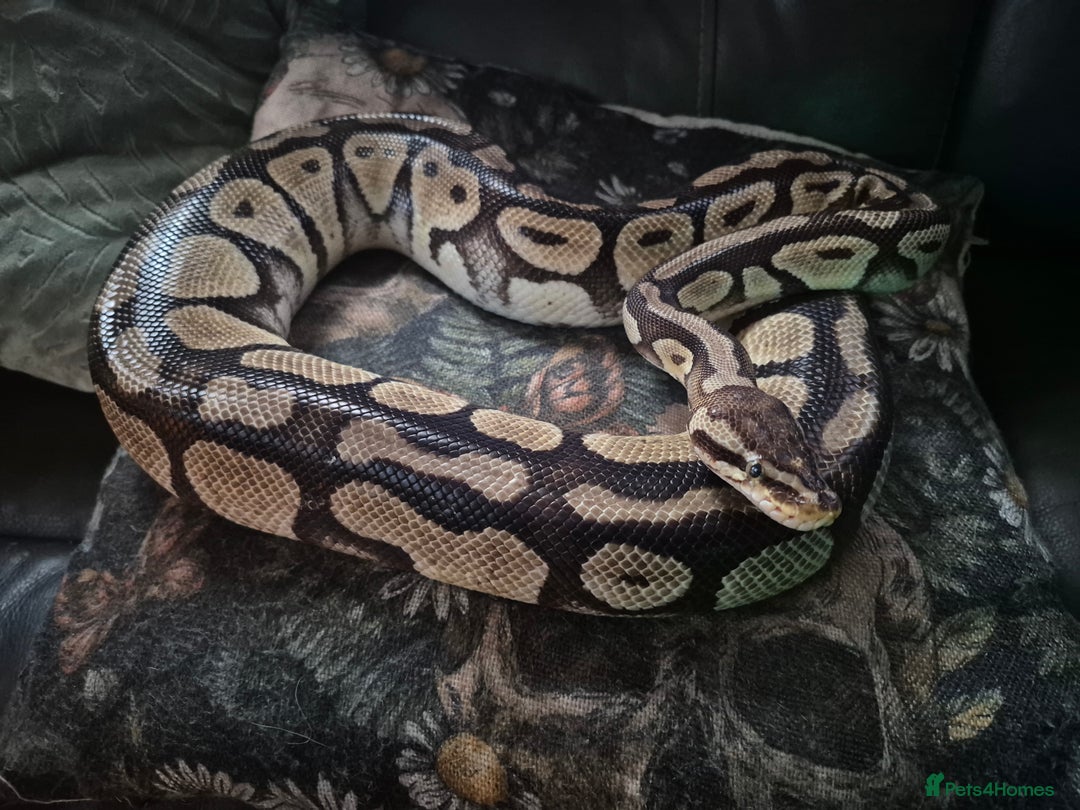 Python Snake reptiles for sale: Female specter royal python  - Image 2