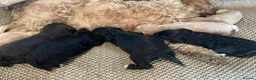 Cavapoo dogs for sale: F1 b cavapoo health tested  - Advert 7