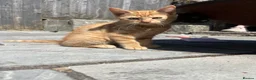 Mixed Breed cats for sale: Stunning kittens ready to find new loving homes  - Advert 3
