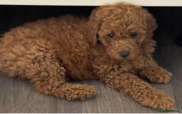 Miniature Poodle dogs for sale: 🐩♥️Kc reg miniature poodles♥️🐩 - Image 9