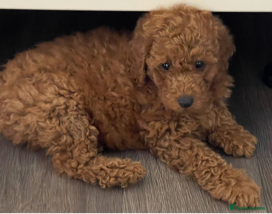 Miniature Poodle dogs for sale: 🐩♥️Kc reg miniature poodles♥️🐩 - Image 9