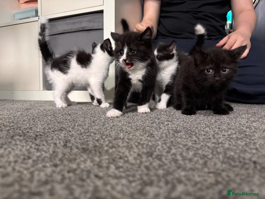 Mixed Breed cats for sale: 4 male kittens  - Advert 4