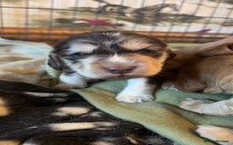 Cocker Spaniel dogs for sale: Cocker spaniel puppies for sale.  - Image 12
