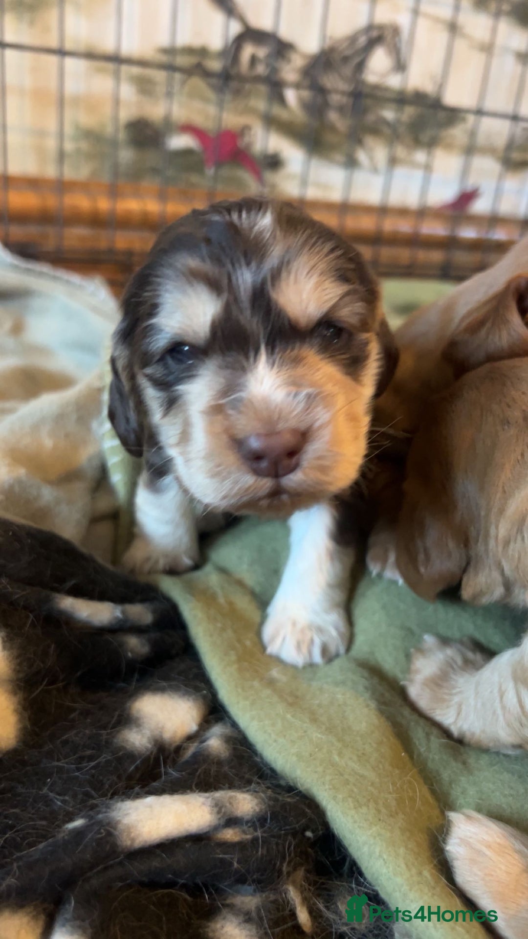 Cocker Spaniel dogs for sale: Cocker spaniel puppies for sale.  - Image 12