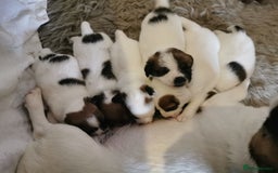 Jack Russell dogs for sale: Kennel Club Registered Jack Russell Terrier Pups - Image 2