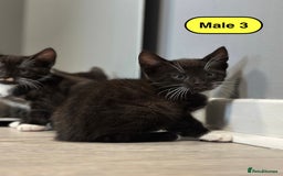 Bengal cats for sale: Gorgeous Bengal X Kittens!! - Image 13