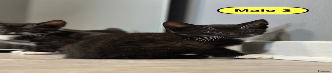 Male 3