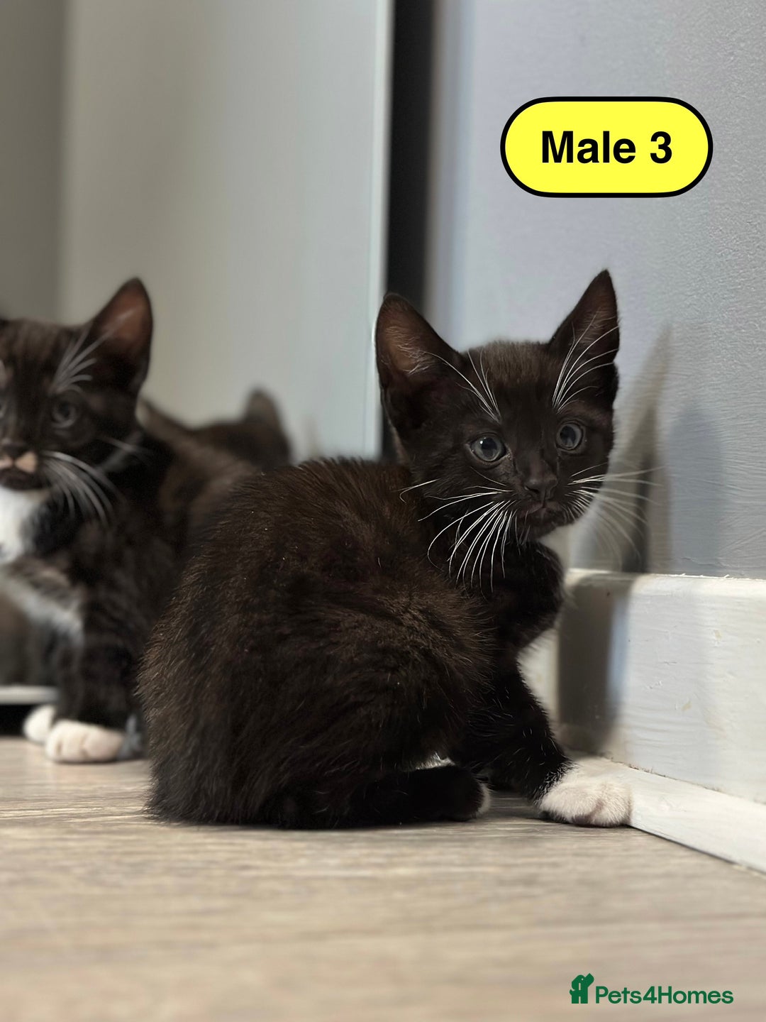 Bengal cats for sale: Gorgeous Bengal X Kittens!! - Image 13
