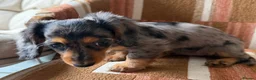 Miniature Dachshund dogs for sale: KC registered Miniature Dachshund Puppies - Advert 12
