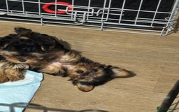 Yorkshire Terrier dogs for sale: Miniature yorkie - Image 7