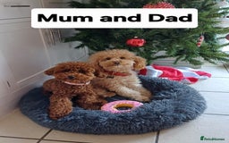 Toy Poodle dogs for sale: Charming Toy Poodle Puppies - Image 35