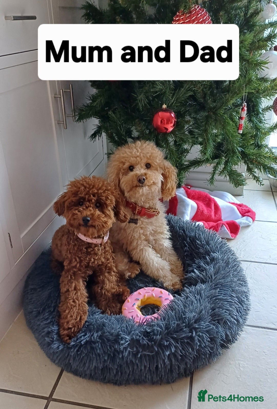 Toy Poodle dogs for sale: Charming Toy Poodle Puppies - Image 35