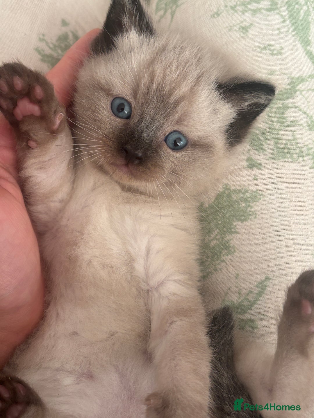 Ragdoll cats for sale: Ragdoll kittens  - Advert 8