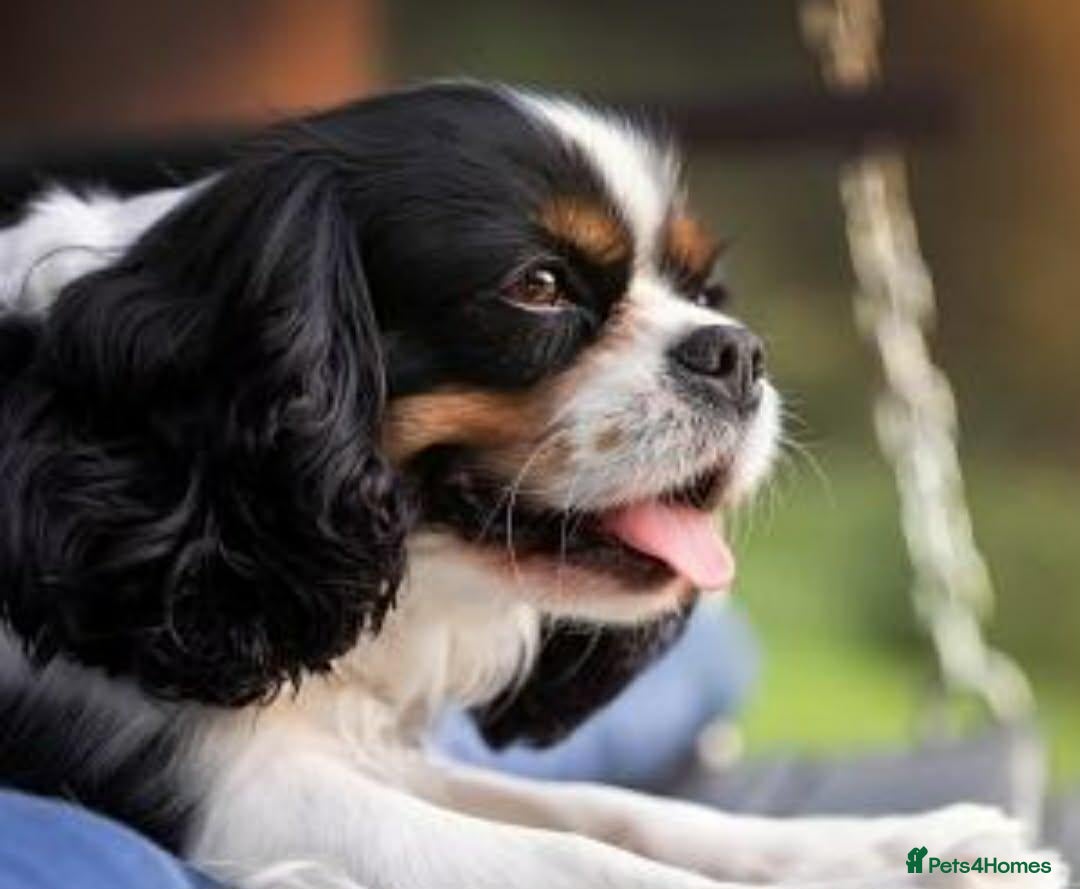Cavalier King Charles Spaniel dogs 4 year old male cavalier king charles - Advert 1