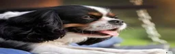 Cavalier King Charles Spaniel dogs for sale: 4 year old male cavalier king charles - Advert 1