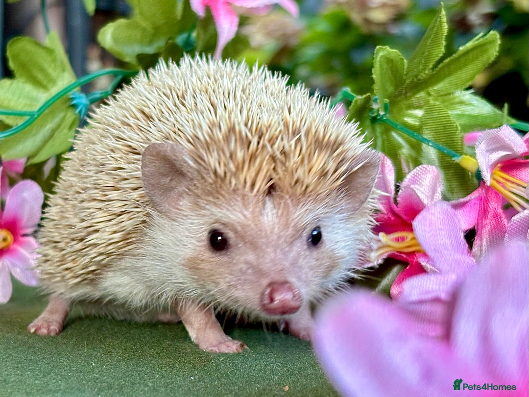 Pygmy Hedgehog rodents for sale: African Pygmy Hedgehog Ethically bred Girl 2 Boys  - Image 12