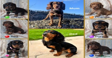Cocker Spaniel dogs - Advert 14