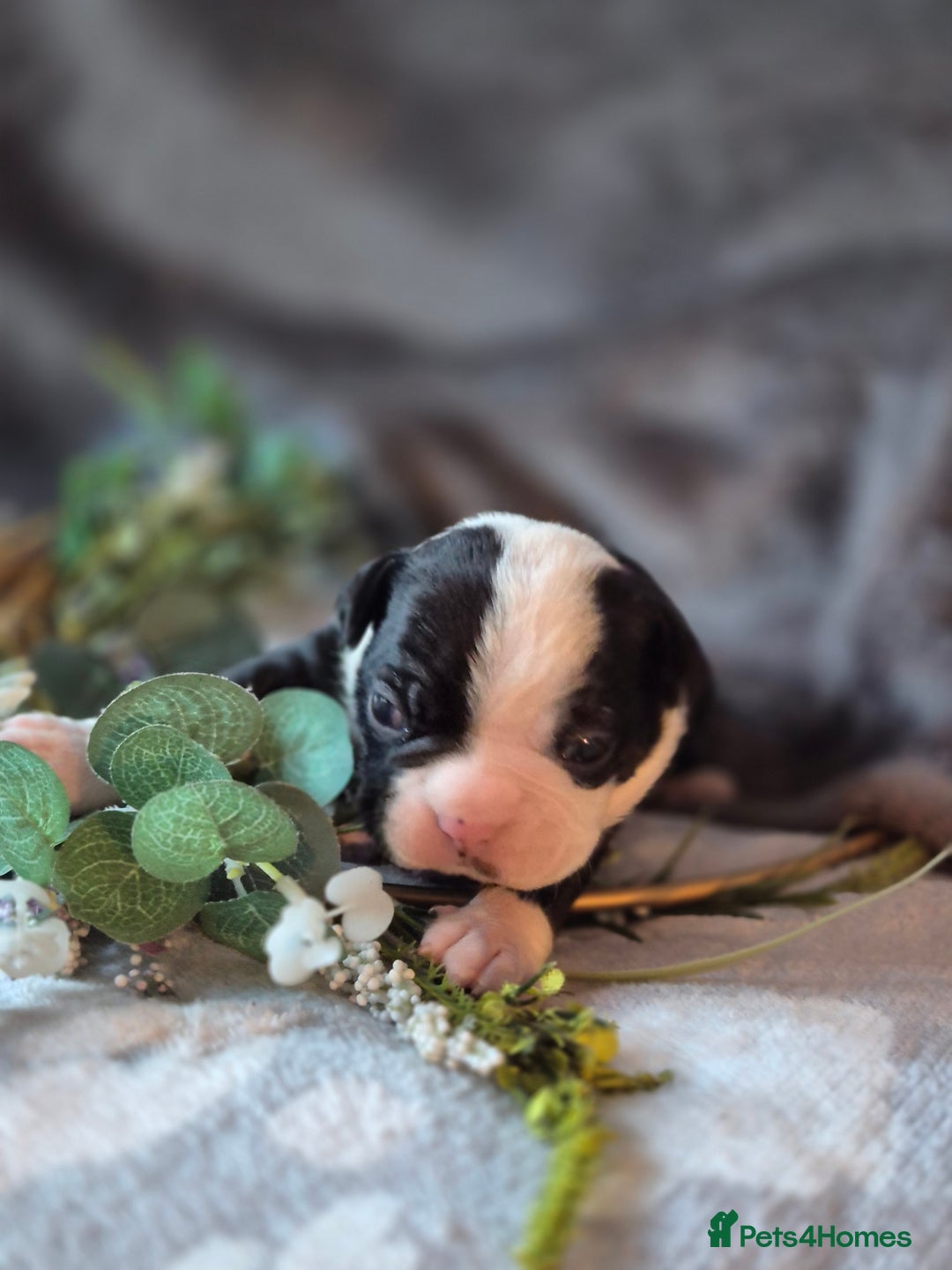Boston Terrier dogs for sale: Gorgeous chunky Boston terrier pups - Advert 14
