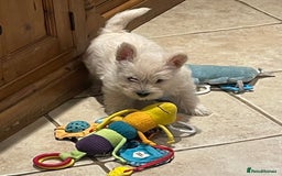 Cairn Terrier dogs for sale: Stunning cairn terrier puppies  - Image 15