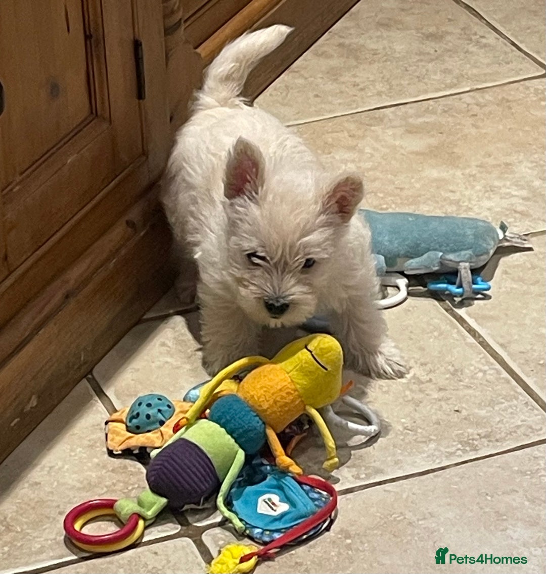 Cairn Terrier dogs for sale: Stunning cairn terrier puppies  - Image 15