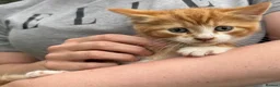 Mixed Breed cats for sale: Kitten ready for rehoming  in Crickhowell - Advert 2