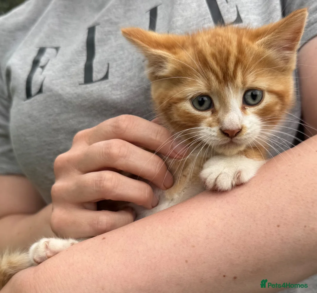 Mixed Breed cats for sale: Kitten ready for rehoming  in Crickhowell - Advert 2