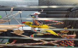 Parakeets birds for sale: Young Kakariki semi tame & large cage - Image 5