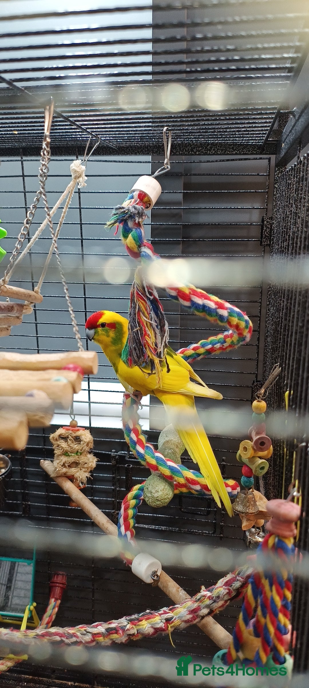 Parakeets birds for sale: Young Kakariki semi tame & large cage - Image 5