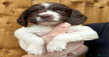 English Springer Spaniel dogs - Advert 9