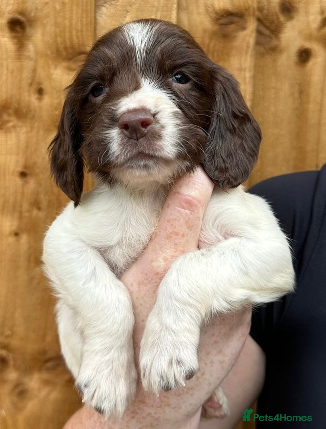 English Springer Spaniel dogs for sale: Pedigree Springer Spaniel Pups.  - Image 2