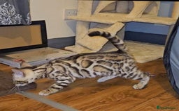 Bengal cats for sale: Bengal Kittens Tica Registered  - Image 20
