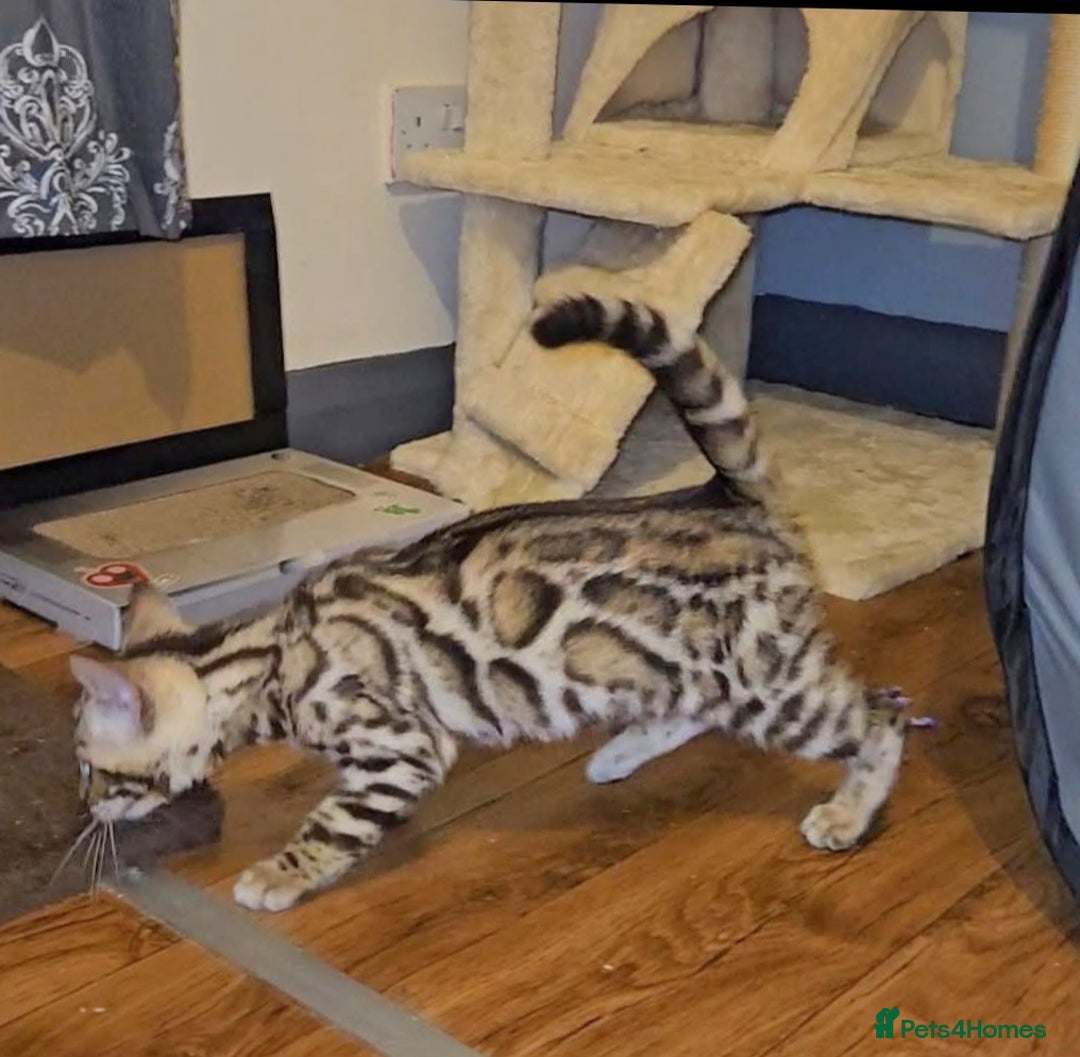 Bengal cats for sale: Bengal Kittens Tica Registered  - Image 20