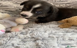 Welsh Corgi Cardigan dogs for sale: WELSH CARDIGAN CORGI BABIES FROM 5 ⭐ LICENSED HOME - Image 11