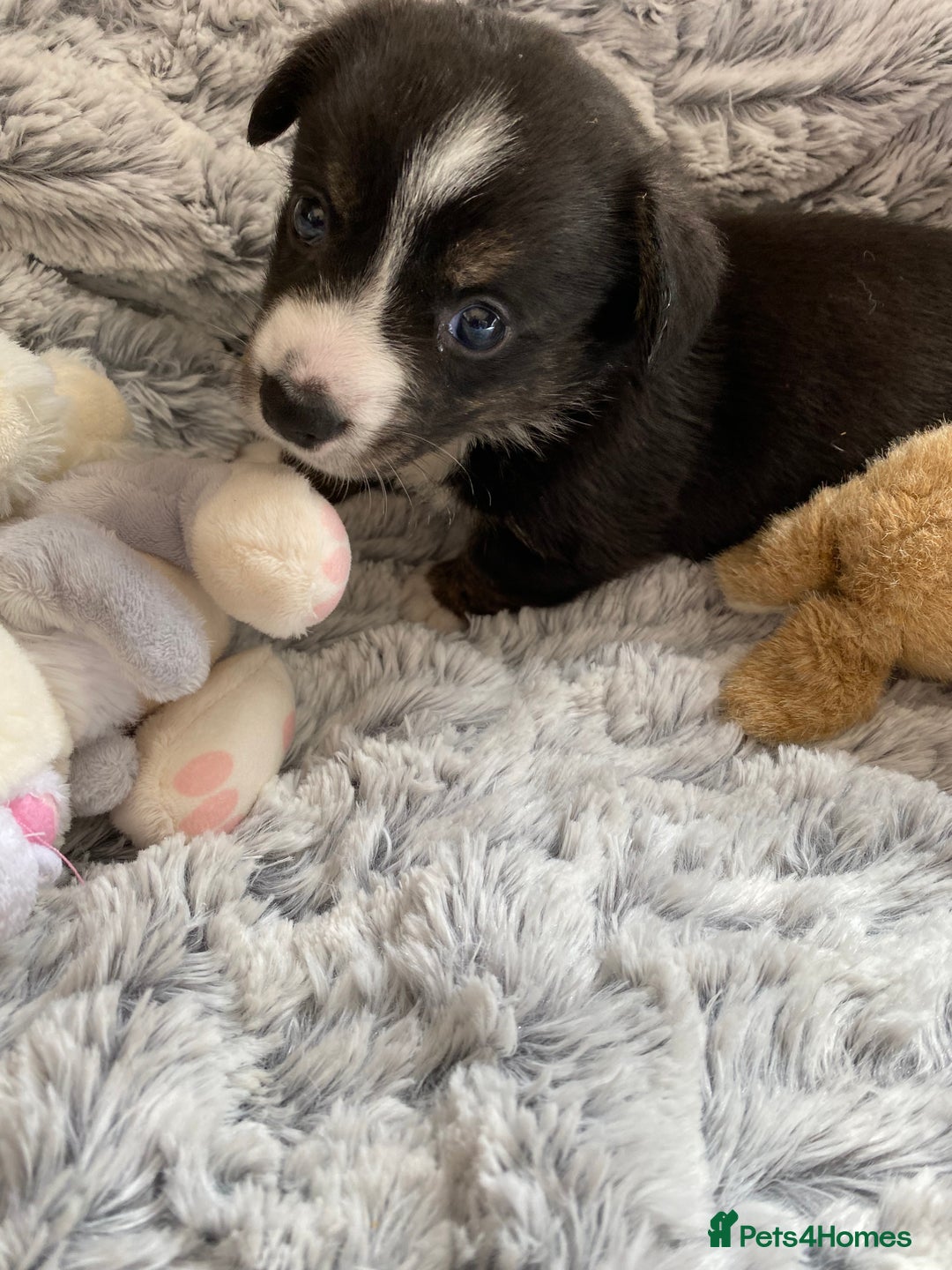 Welsh Corgi Cardigan dogs for sale: WELSH CARDIGAN CORGI BABIES FROM 5 ⭐ LICENSED HOME - Image 11