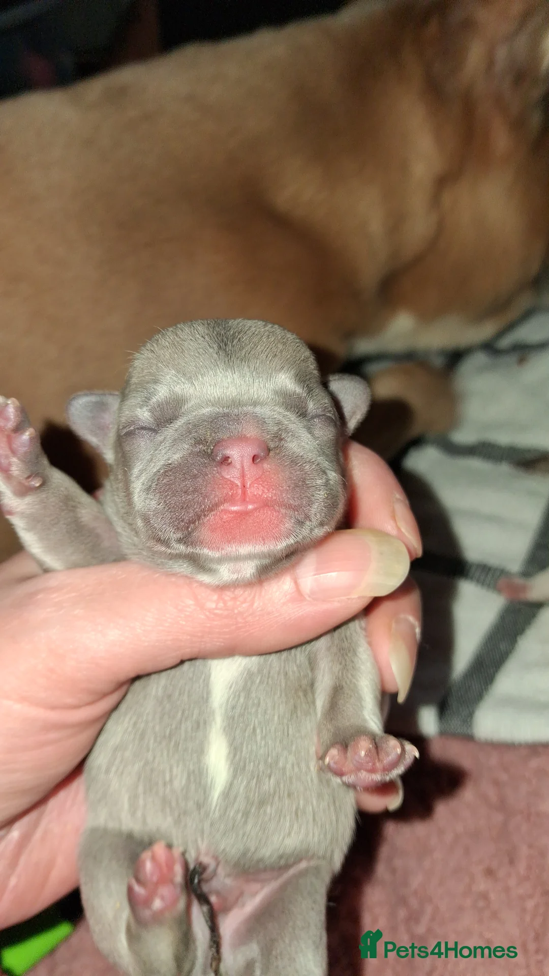 French Bulldog dogs for sale: Frenchie babys - Advert 4