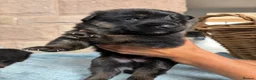 German Shepherd dogs for sale: Purebred big boned pedigree puppies - Advert 2