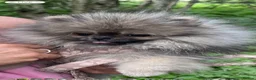 Pomeranian dogs for sale: Pomeranian  - Advert 1