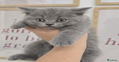 British Shorthair cats - Advert 8