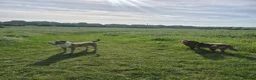 Mixed Breed dogs for sale: Beautiful Staffador/Labrastaff Puppies - Advert 5
