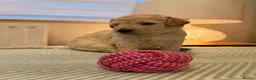 Goldendoodle dogs for sale: Goldendoodle Puppies - Advert 8