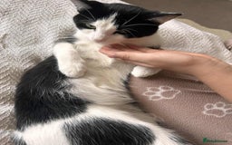 Ragdoll cats for sale: 2 cats for free  - Image 2