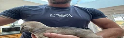 Mixed Breed dogs for sale: Stunning pug x dachshund  in Liskeard - Advert 13