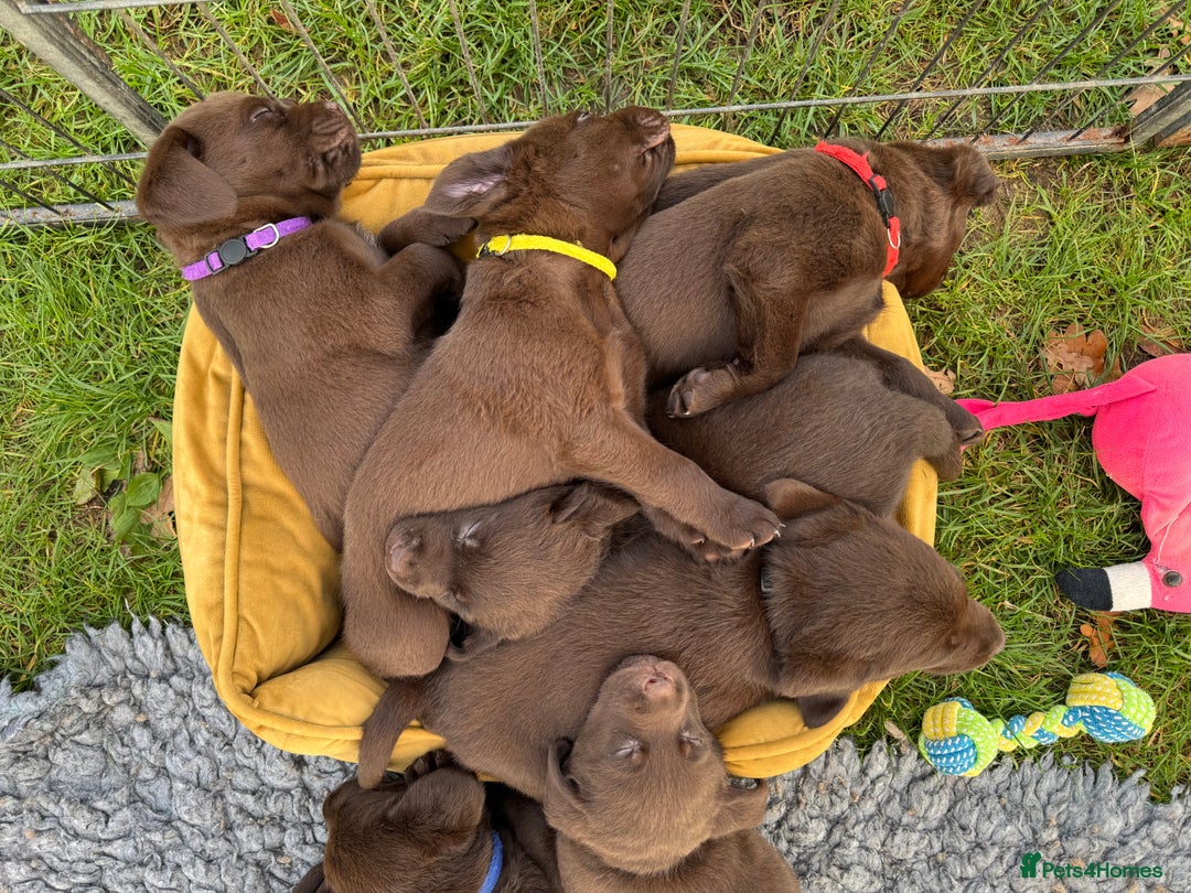 Labrador Retriever dogs for stud: Proven KC Reg Labrador health tested stud in Olney - Advert 35